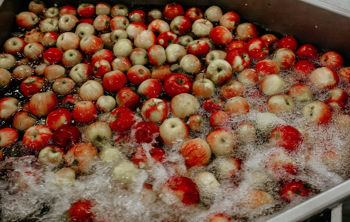 Apples being washed for pressing